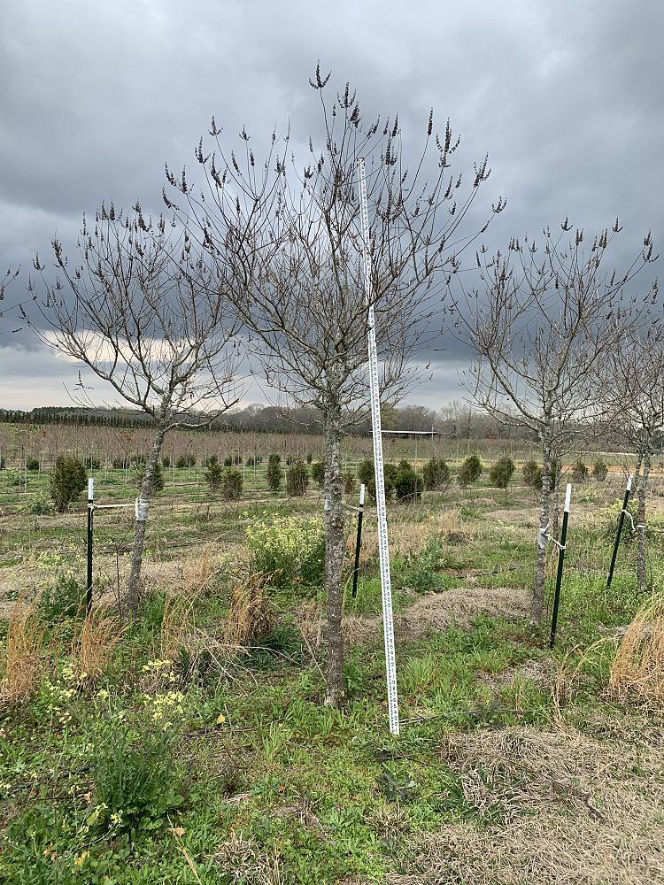 vitex-agnus-castus-chaste-tree