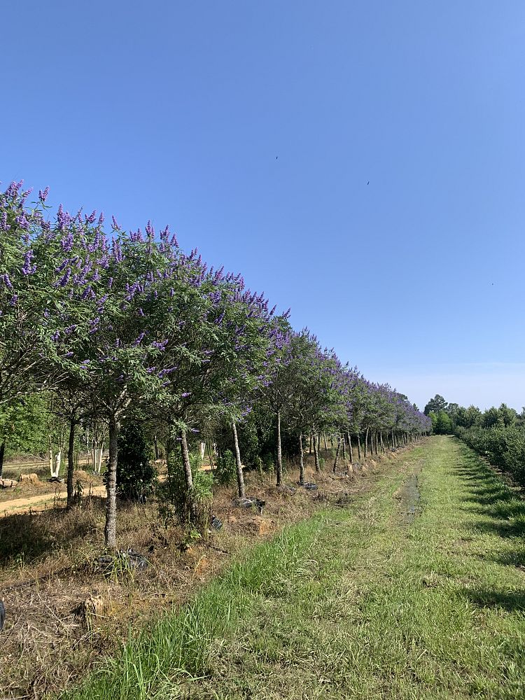 vitex-agnus-castus-chaste-tree
