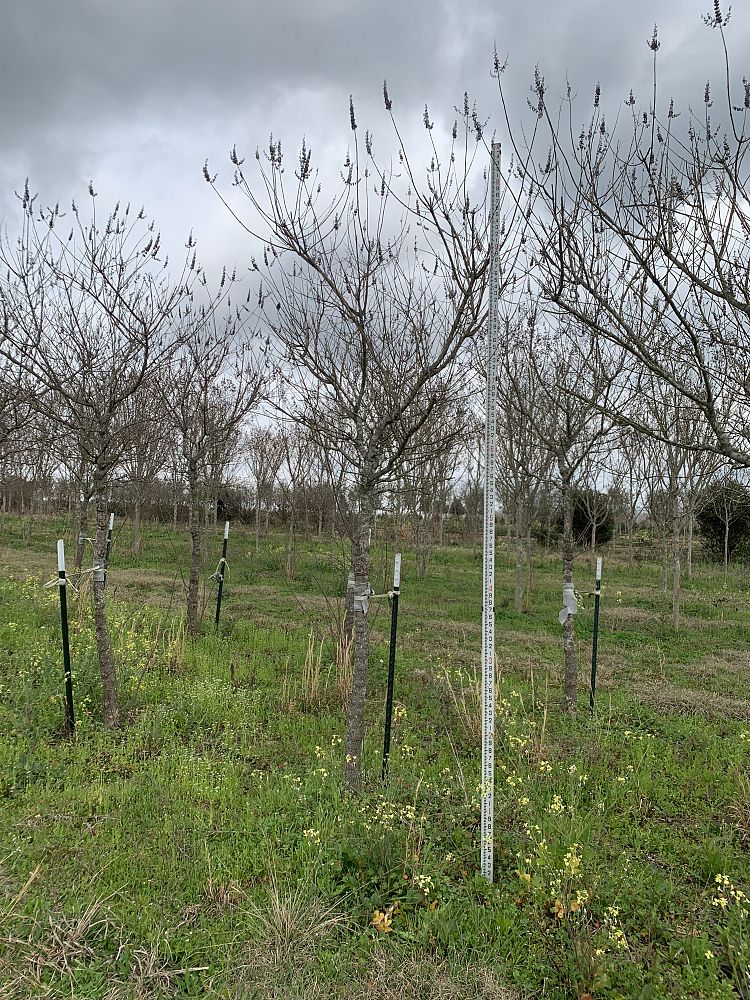 vitex-agnus-castus-chaste-tree