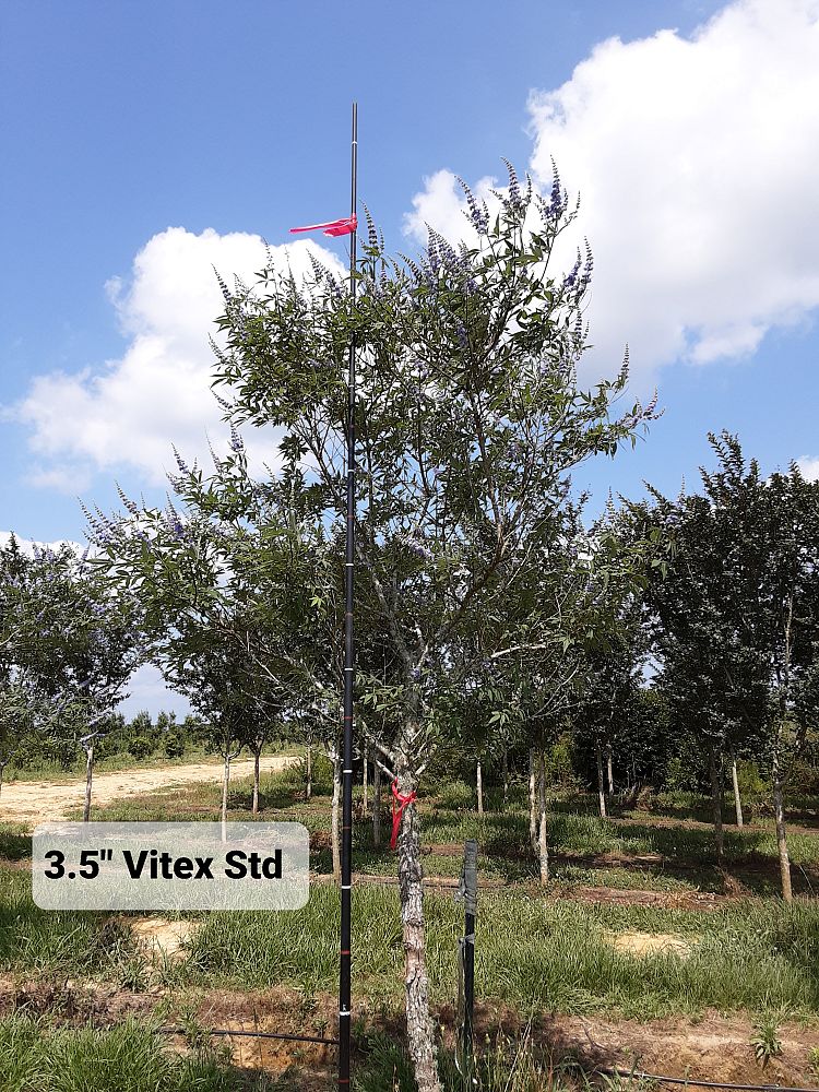 vitex-agnus-castus-chaste-tree