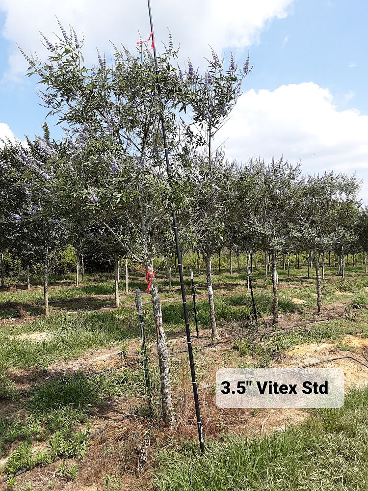 vitex-agnus-castus-chaste-tree