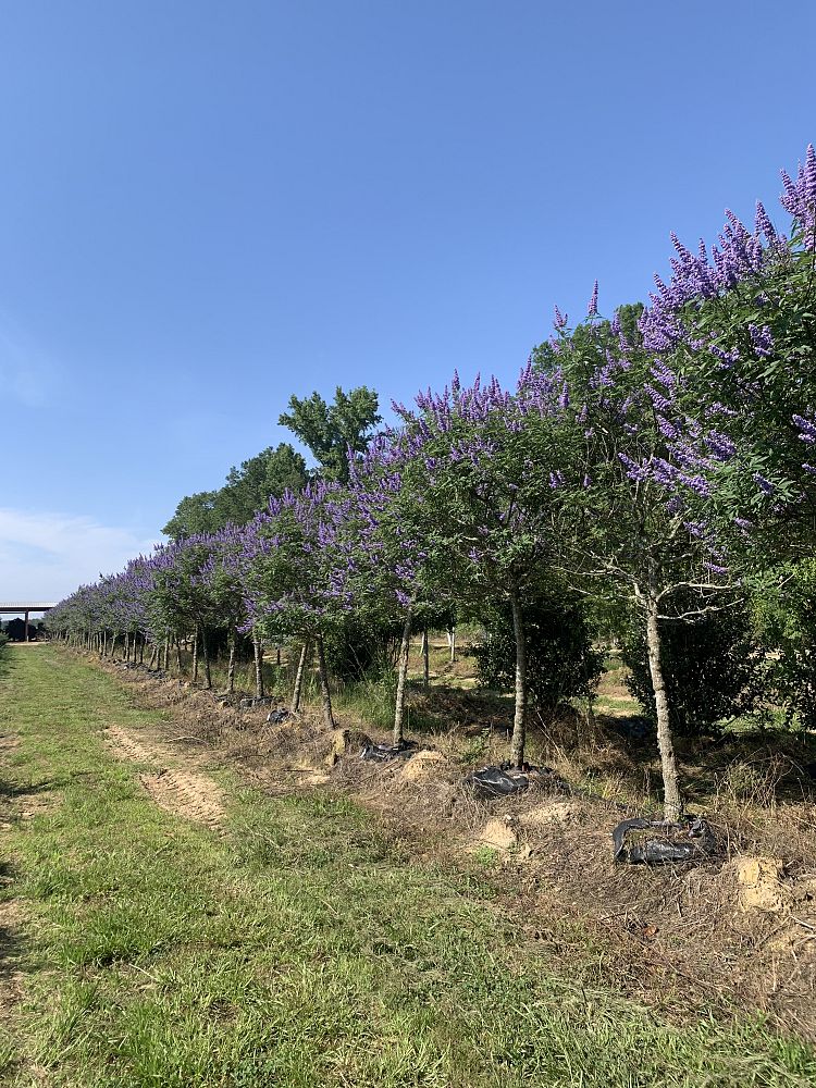 vitex-agnus-castus-chaste-tree