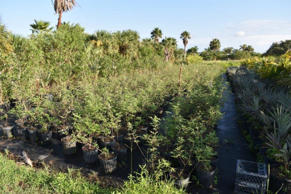 vitex-agnus-castus-chaste-tree