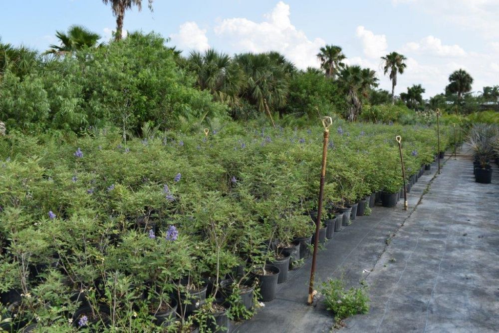 vitex-agnus-castus-chaste-tree