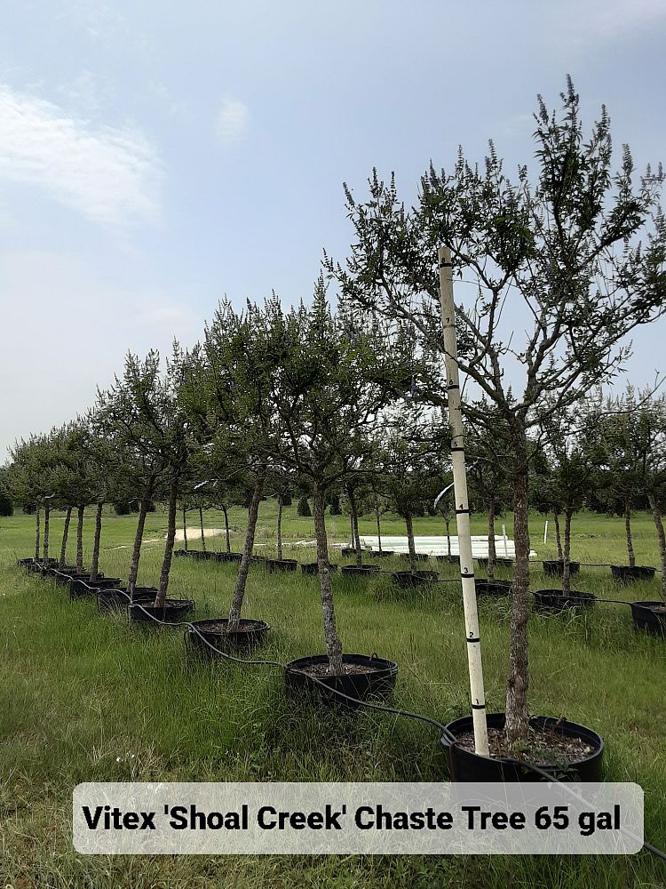 vitex-agnus-castus-chaste-tree