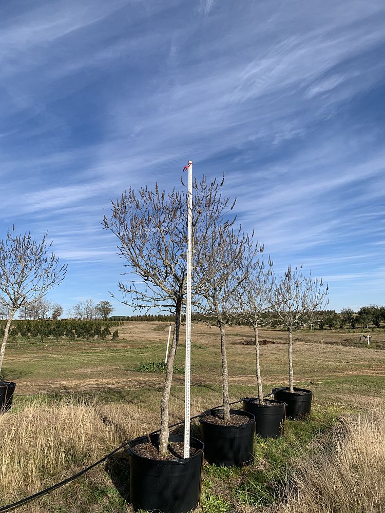 vitex-agnus-castus-chaste-tree