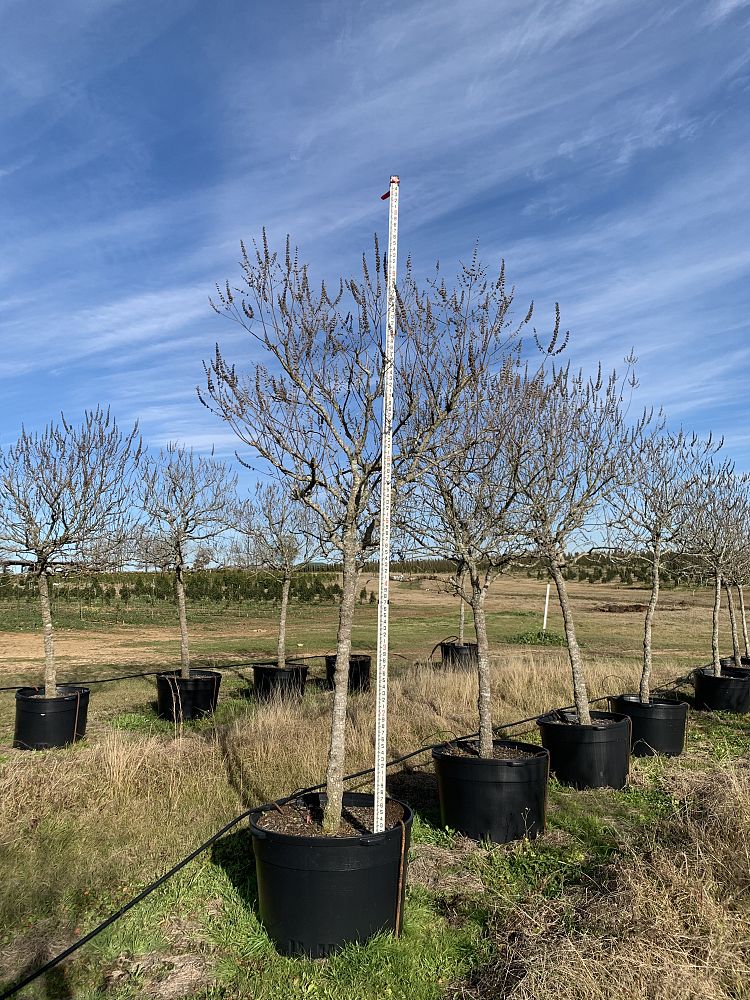 vitex-agnus-castus-chaste-tree