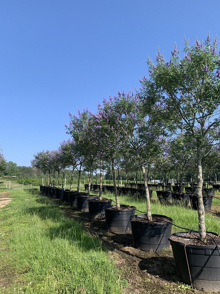 vitex-agnus-castus-chaste-tree