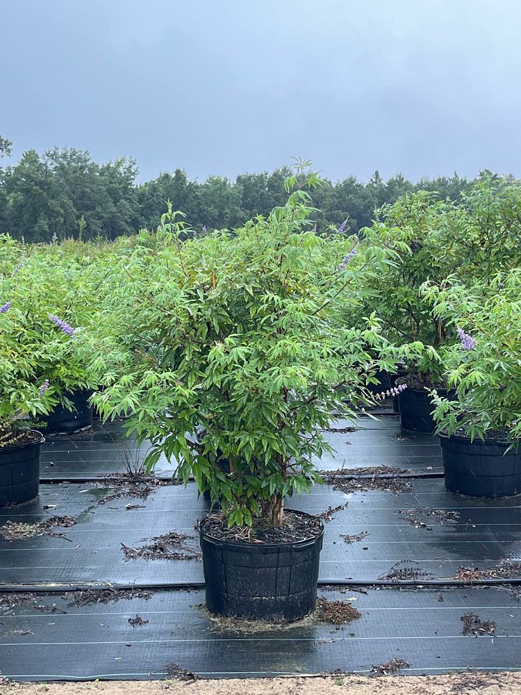 vitex-agnus-castus-chaste-tree