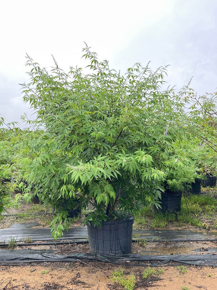 vitex-agnus-castus-chaste-tree