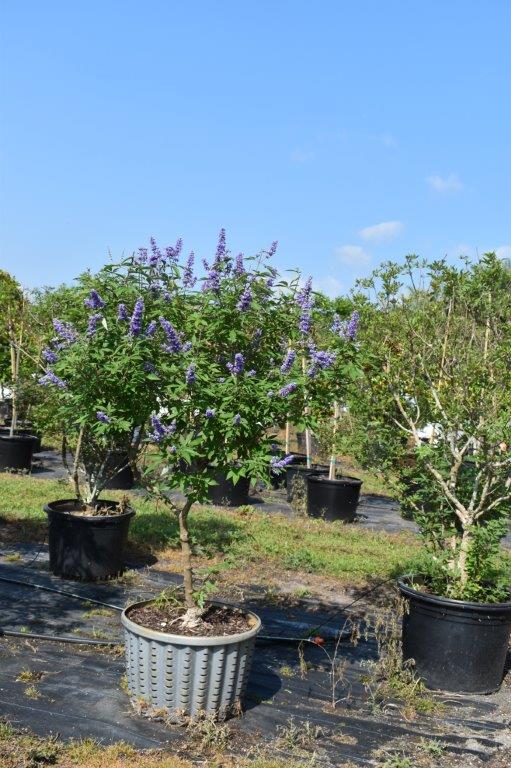 vitex-agnus-castus-chaste-tree