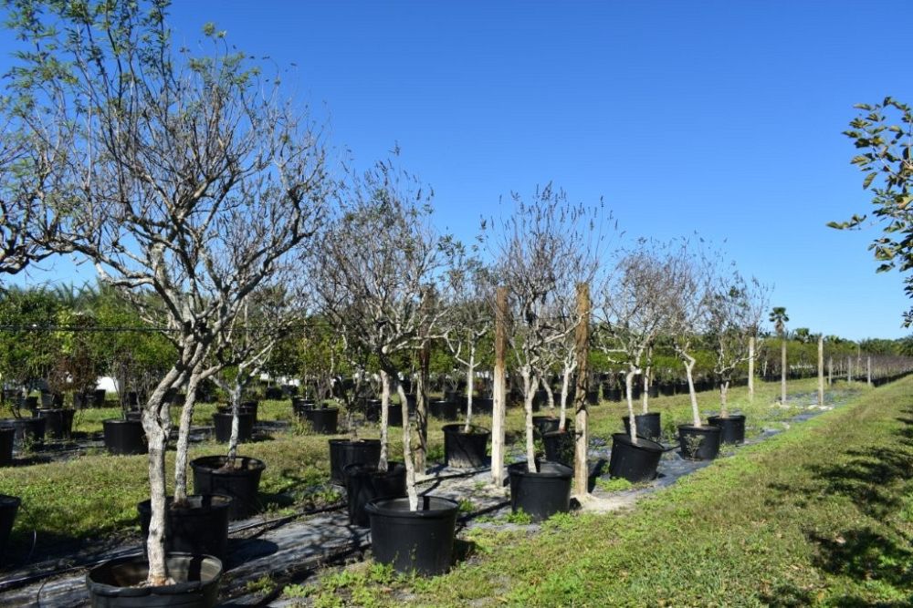 vitex-agnus-castus-chaste-tree