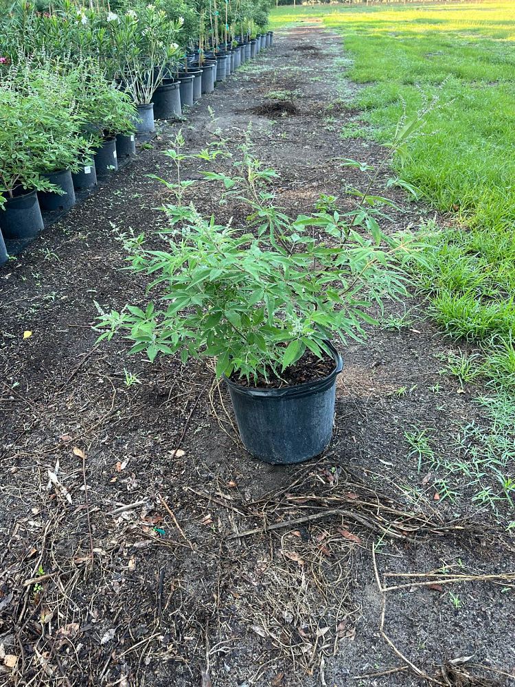 vitex-agnus-castus-chaste-tree