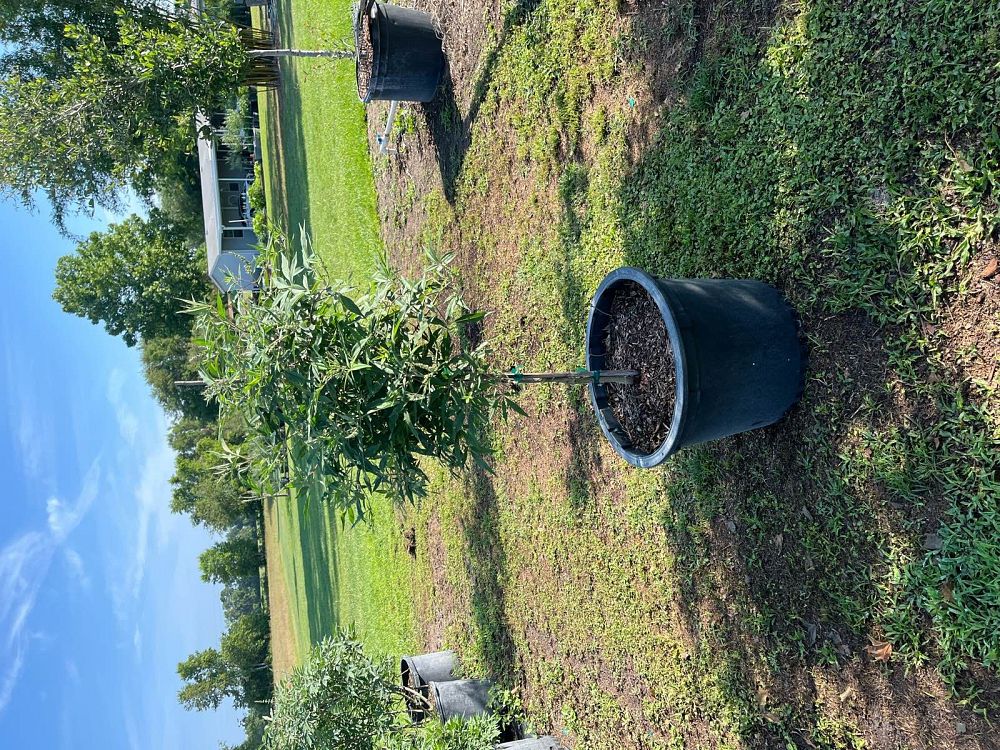 vitex-agnus-castus-chaste-tree