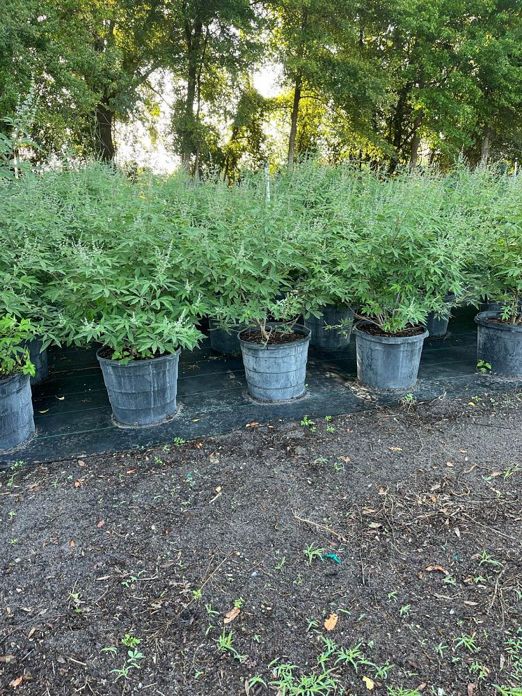 vitex-agnus-castus-chaste-tree