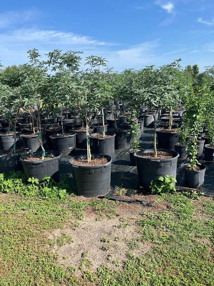 vitex-agnus-castus-chaste-tree