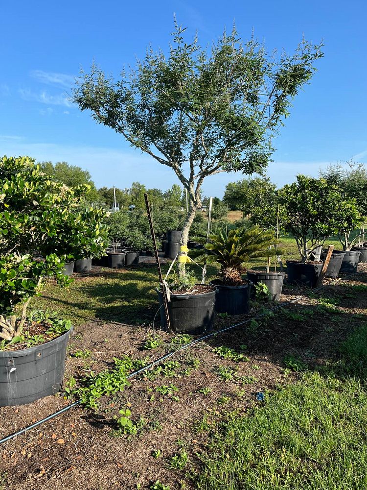 vitex-agnus-castus-chaste-tree