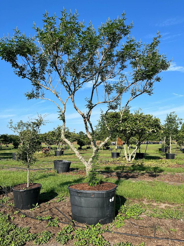 vitex-agnus-castus-chaste-tree