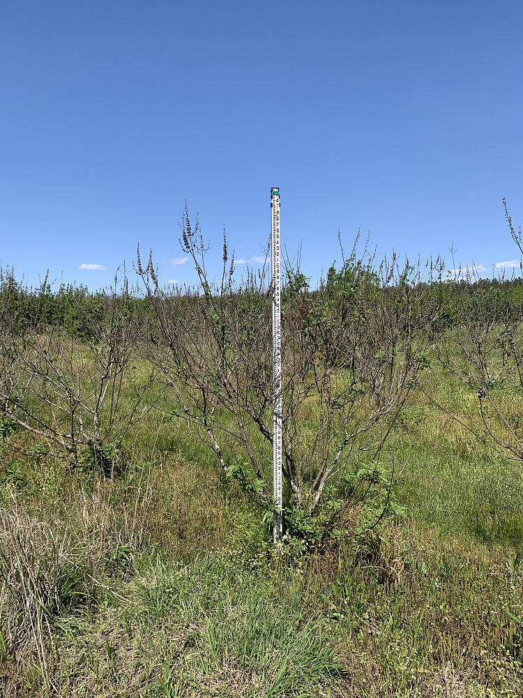 vitex-agnus-castus-chaste-tree