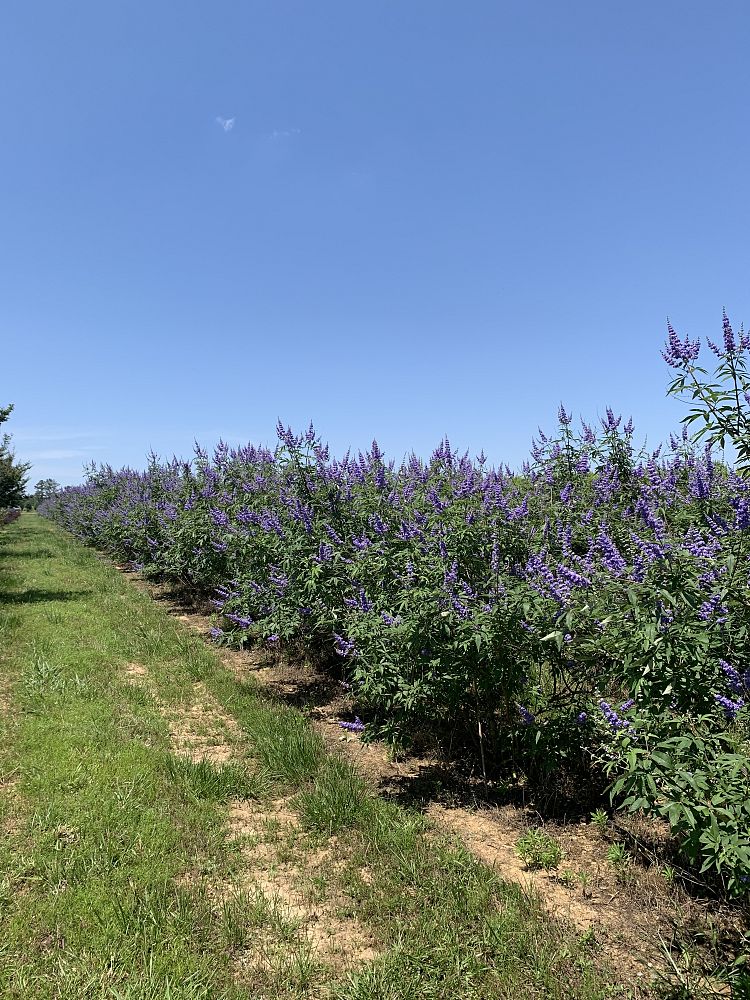 vitex-agnus-castus-chaste-tree