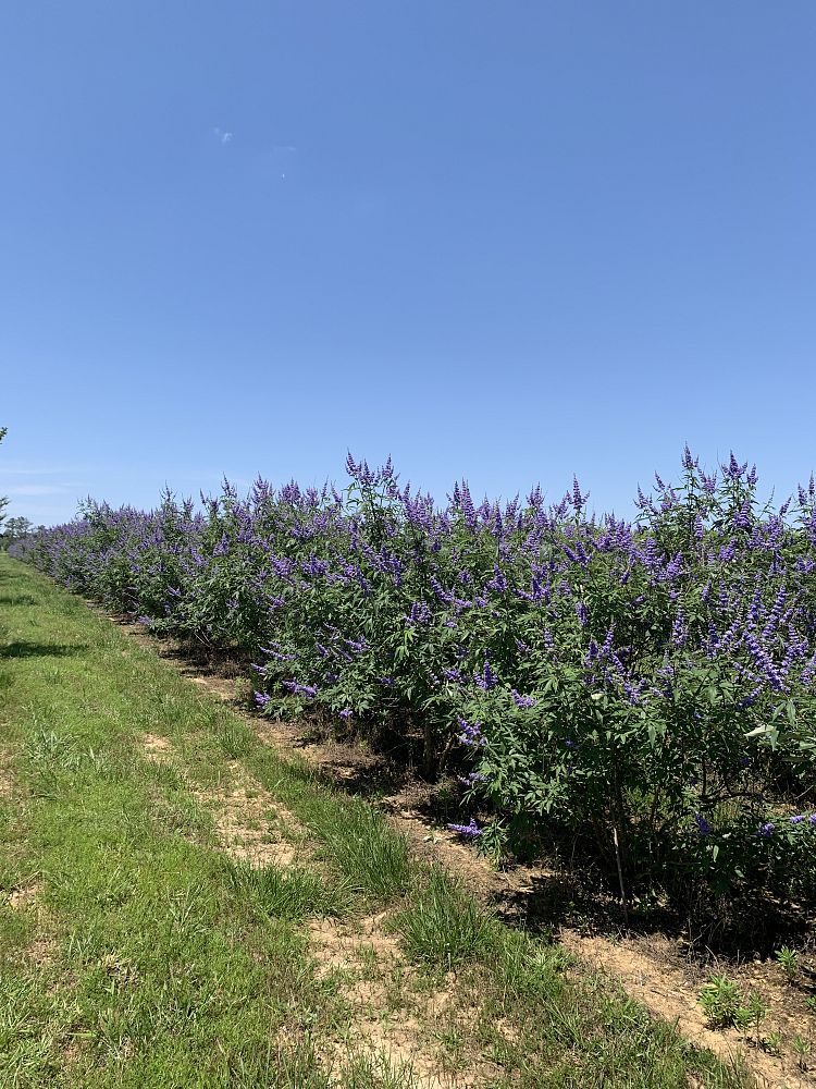 vitex-agnus-castus-chaste-tree