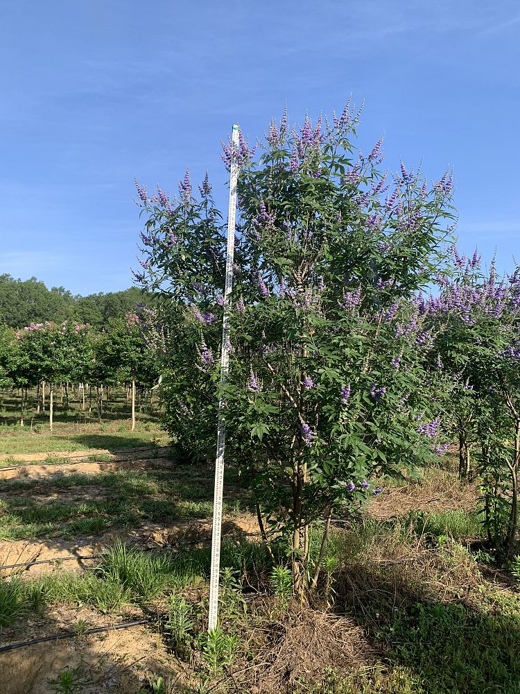 vitex-agnus-castus-chaste-tree
