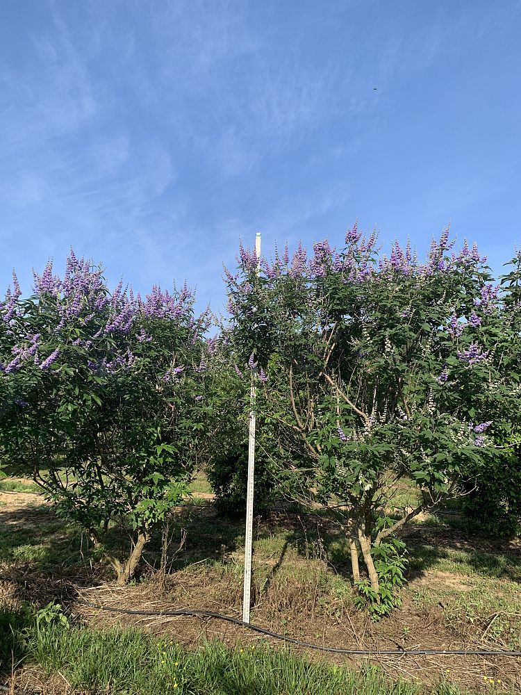 vitex-agnus-castus-chaste-tree