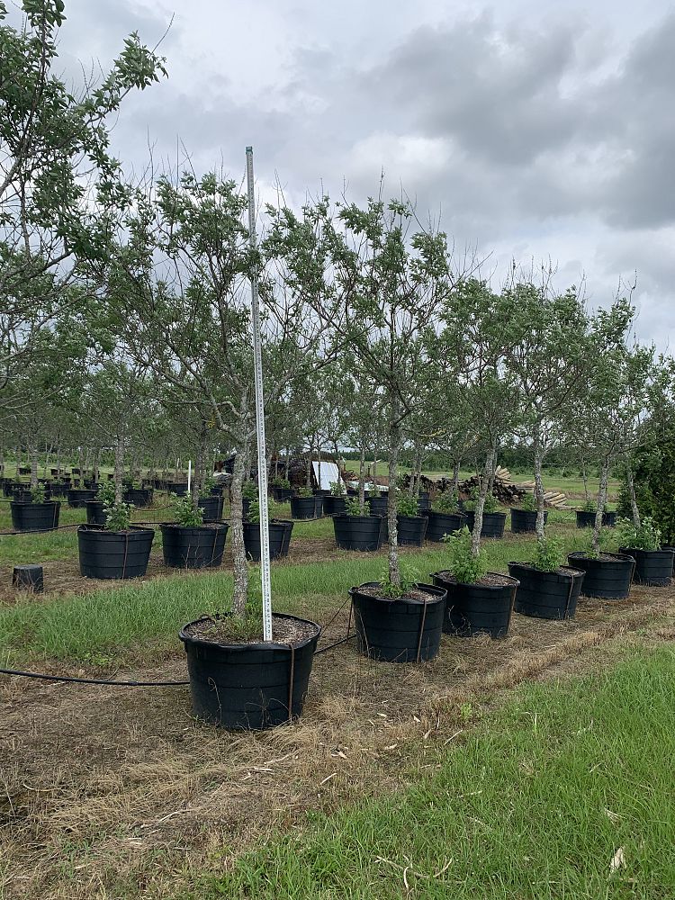 vitex-agnus-castus-chaste-tree