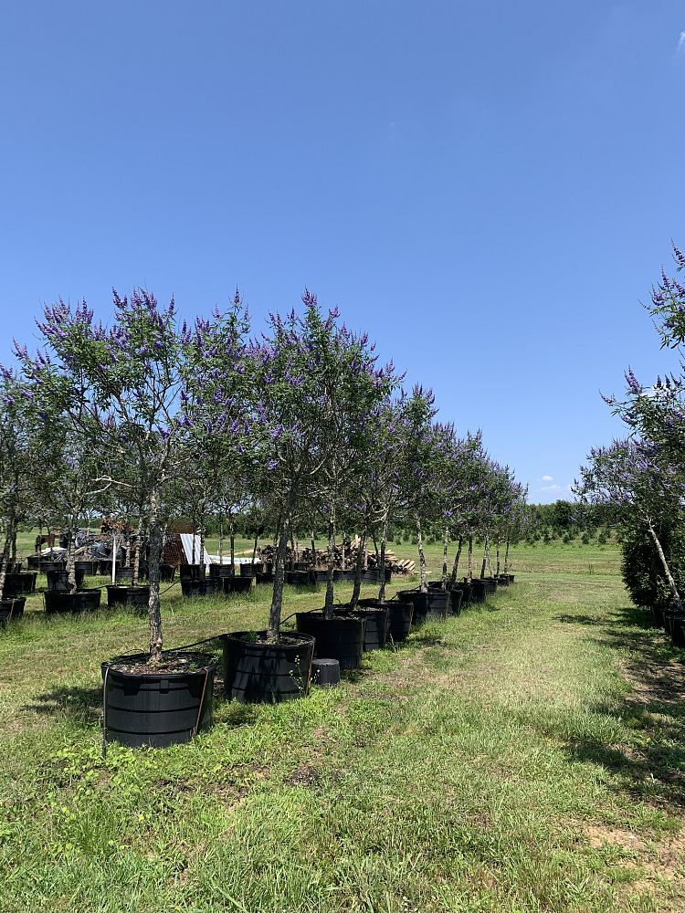 vitex-agnus-castus-chaste-tree