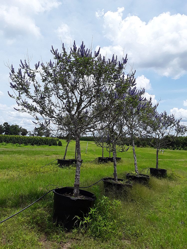 vitex-agnus-castus-chaste-tree