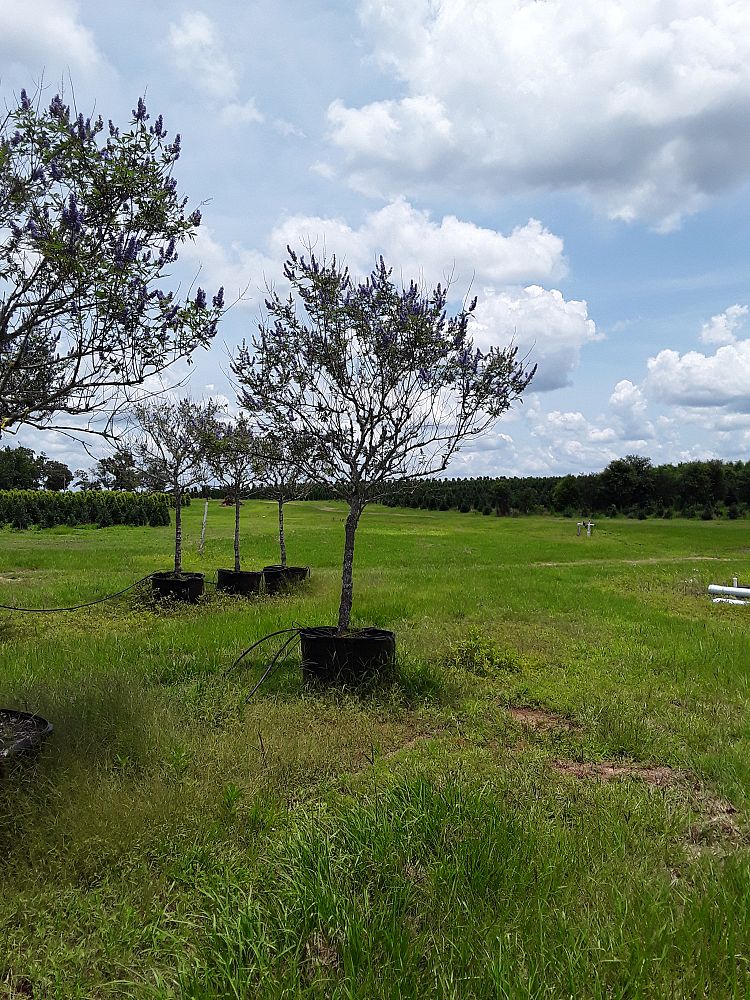 vitex-agnus-castus-chaste-tree