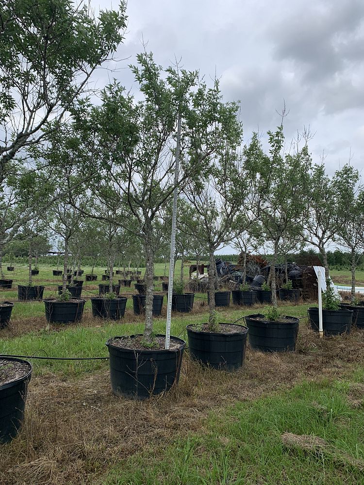 vitex-agnus-castus-chaste-tree