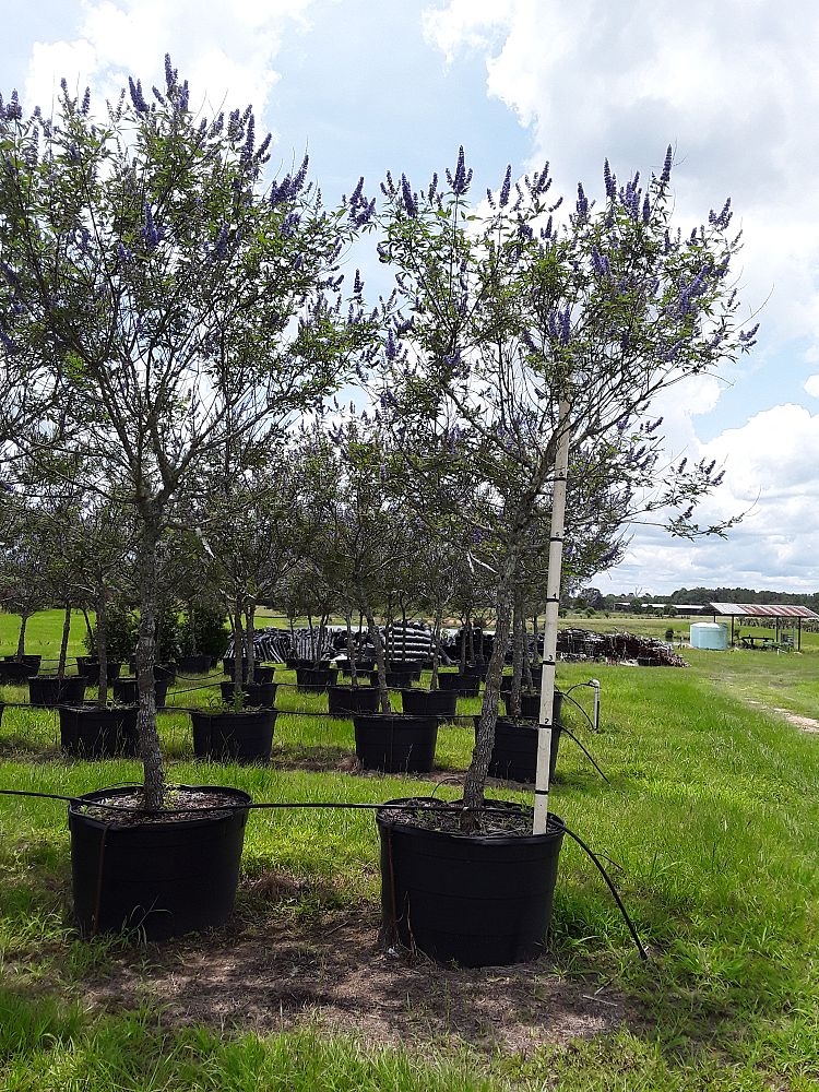 vitex-agnus-castus-chaste-tree