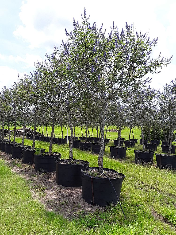 vitex-agnus-castus-chaste-tree