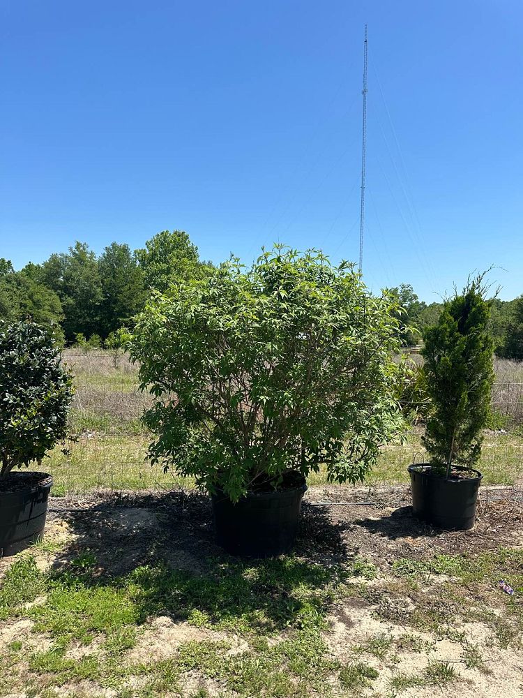 vitex-agnus-castus-chaste-tree
