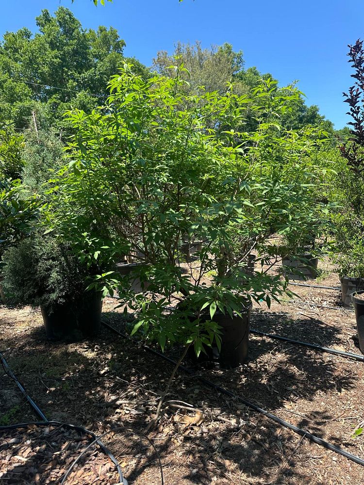vitex-agnus-castus-chaste-tree