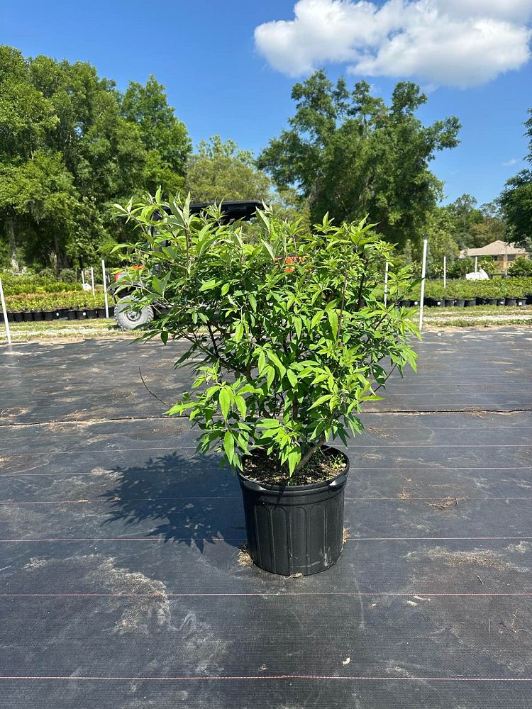 vitex-agnus-castus-chaste-tree