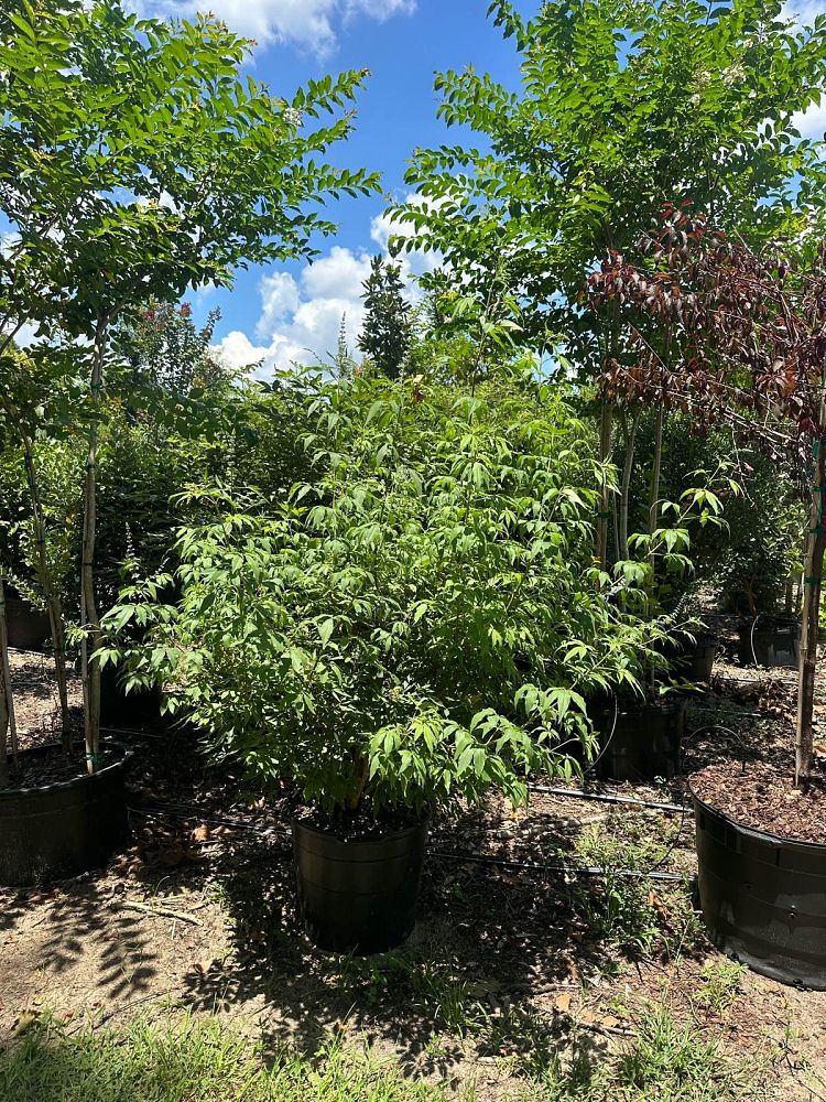 vitex-agnus-castus-chaste-tree
