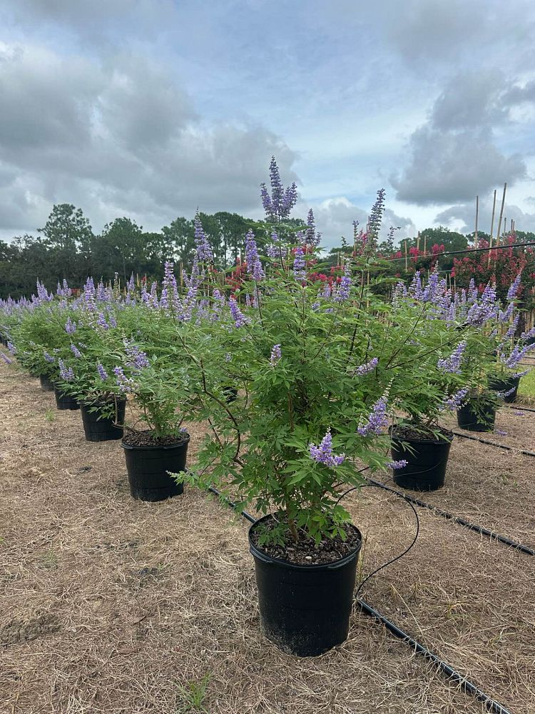 vitex-agnus-castus-chaste-tree