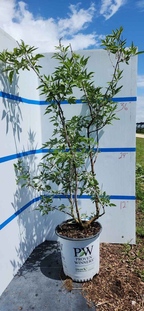 vitex-agnus-castus-chaste-tree
