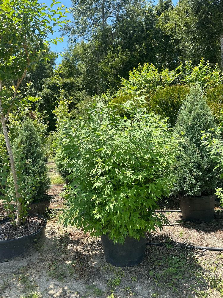vitex-agnus-castus-chaste-tree