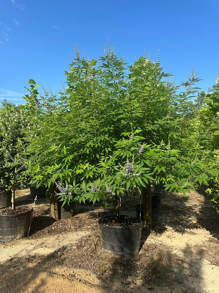 vitex-agnus-castus-chaste-tree