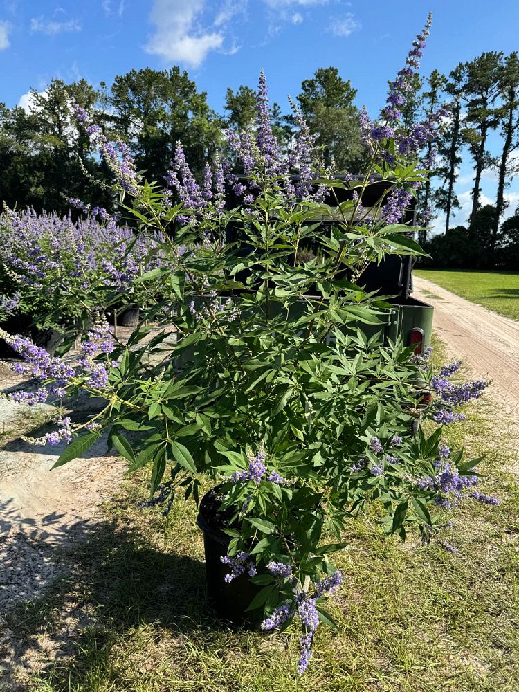 vitex-agnus-castus-chaste-tree