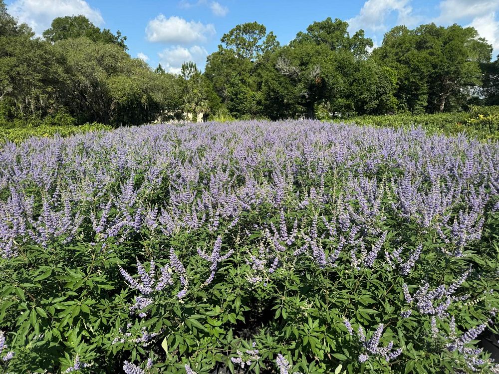 vitex-agnus-castus-chaste-tree