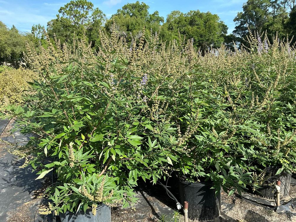 vitex-agnus-castus-chaste-tree