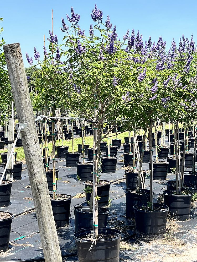 vitex-agnus-castus-chaste-tree