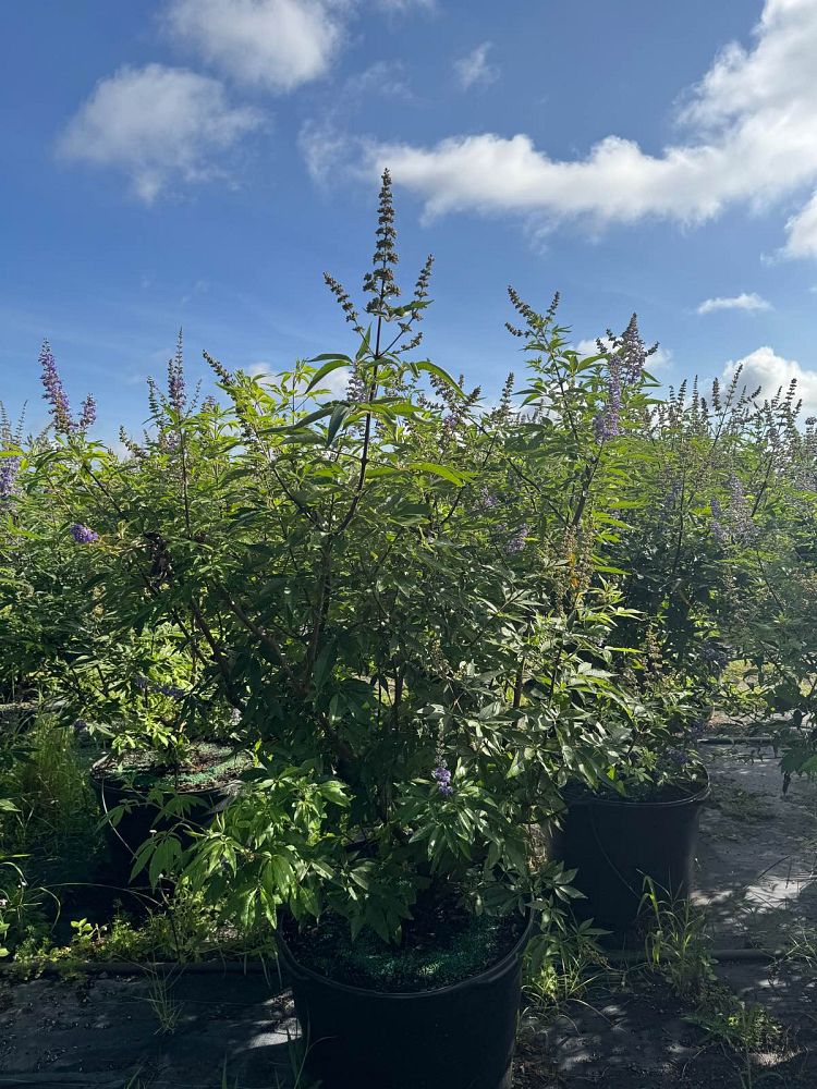vitex-agnus-castus-chaste-tree
