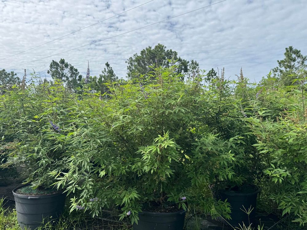 vitex-agnus-castus-chaste-tree