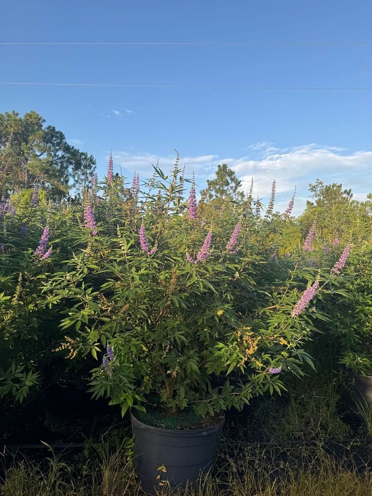 vitex-agnus-castus-chaste-tree