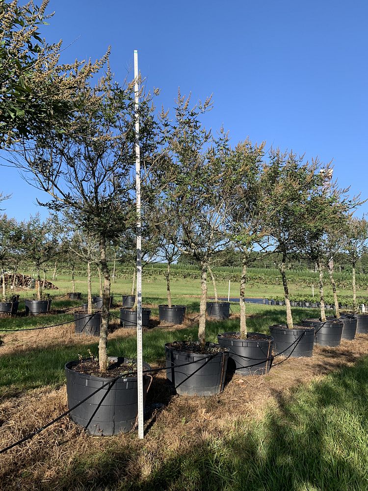 vitex-agnus-castus-chaste-tree